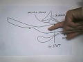 The G Spot Orgasm (Squirting Orgasm)
