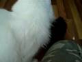 Straw That Broke The Doggy's Back