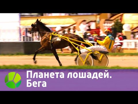 Планета лошадей. Бега
