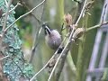 Aegithalos Caudatus -  Mito - Long-tailed Tit