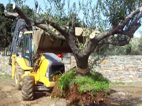 how to transplant old olive trees