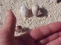 hermit crab meeting maldives