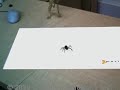 Augmented Reality Spider