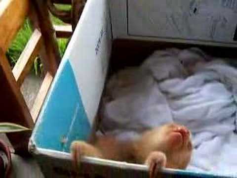 Baby Sloth
