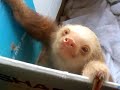 Baby Sloth