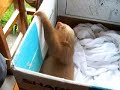 Baby  Sloth