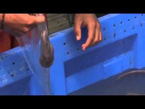 how to remove eel slime