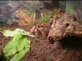 Acanthoscurria geniculata vs. Heimchen Acanthoscurria geniculata vs. Heimchen