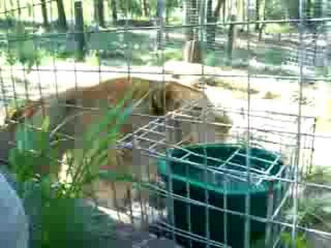 lioness