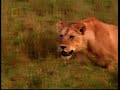Superpride (Lion Pride) - (Part 1 Of 6)
