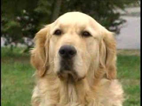Croatian Guide Dog and Mobility ...