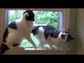 EPIC Fighting Cats