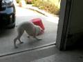 barretts dog vs. huge bug