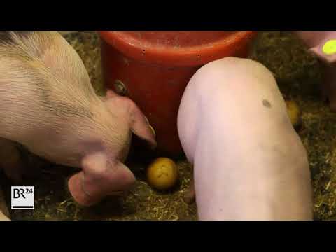 Schweine mit oder ohne Ringelschwänze?