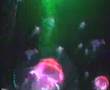 Scissor Sisters - Comfortably Numb
