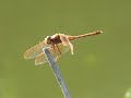 ???????Sympetrum uniforme Selys?    Video 02