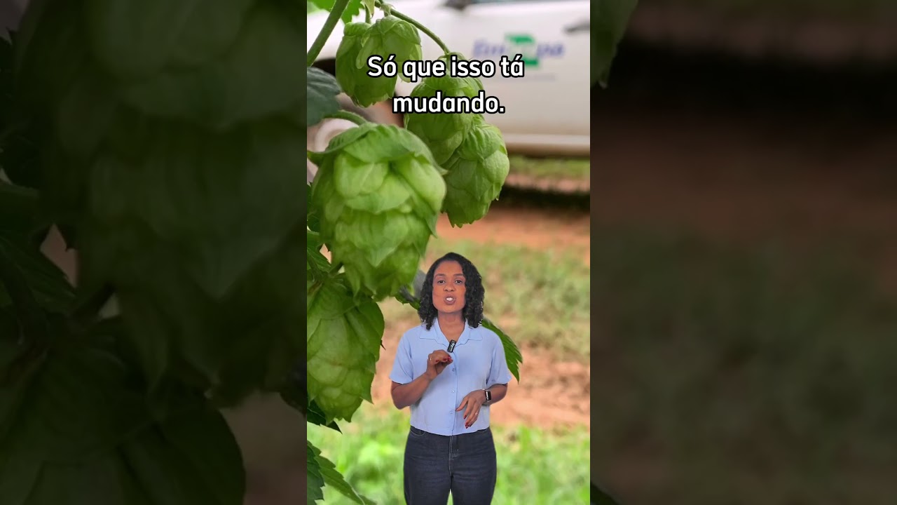 Lúpulo