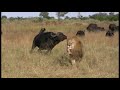 Duba Lions find a calf
