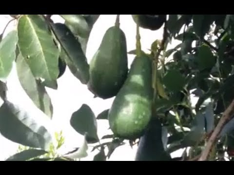 video-linktoworks-Avocado - Fuerte (B)- Grafted Tree bears quicker But...