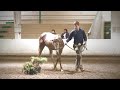Pretty Please (110) 2009 Irish Draught Sporthorse Filly