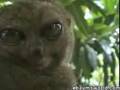 Lemur