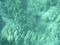 Small sea turtle