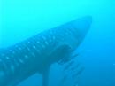 Whale Shark At Maamigili Beru Maldives 2