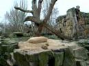 Knut, Berlin Zoo, 4th March 2008