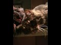 See Video