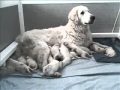 Kuvasz
