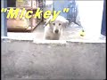 Golden Mickey Retriever www.bracanpuebla.com.mx