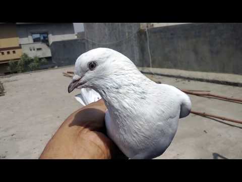 How to train new pigeons to come back home-Sialkoti breed-Part 1-by Raja Bhai