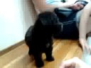 ?????????????????baby toy poodle?
