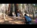 Yosemite 2009