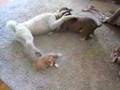 Caniche video