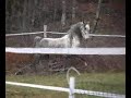 Curly Horse Stallion Sterling Silver