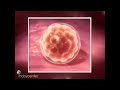 Inside Pregnancy: Weeks 1-9