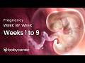 Inside Pregnancy: Weeks 1-9 | BabyCenter Video