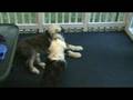 Teaching a Pup to Sing