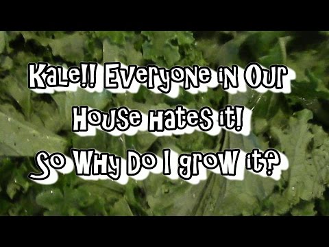 how to grow kale in florida