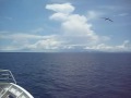 与那国島から石垣島へ。カモメとともに。