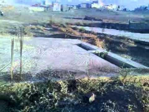 مريرت