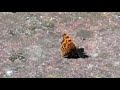 Vlinder vliegt op, butterfly starts to fly