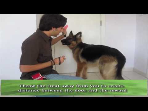 how to train a puppy to go to the door