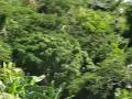 videos de INTERNATIONAL 200