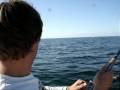 Click to View : Hornhecht vor Brasilien