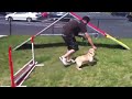 Click here to watch this video IMG_0815.MOV