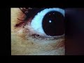 les portes (the doors)
interactive video installation by jean-jacques birg� and nicolas clauss
created at festival nemo, espace paul ricard, paris, april 2006
http://www.somnambules.net/english/lesportes/index.htm
filmed by 24 images - edited by fran�oise romand � a.p.r.e. 2006

three doors without locks.
to see, one must play with them while staying on the threshold.
beyond, moving images are filing by: flesh, bodies becoming spots, flow, momentary music. choir from beyond the earth, mechanical rhythms, sharp matter compose the three-voice orchestra of a literary world.
tale or fable, one could find bosch, in the shadows, spying on dante. souls, or maybe fools, transform us into active visitors, 