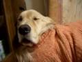 いびき犬　COCO does snoring!