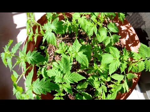 how to grow early girl tomatoes